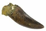 Serrated, Tyrannosaur Tooth - Judith River Formation #128511-1